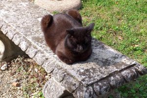 0.4 Castello Piea Nerone Cat
